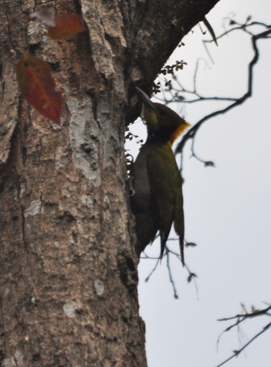 Greater Yellownape - ML641642924