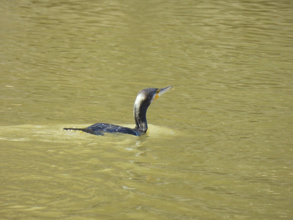 Great Cormorant - ML641642927