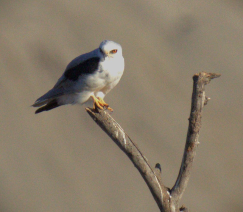 luněc americký - ML641642947