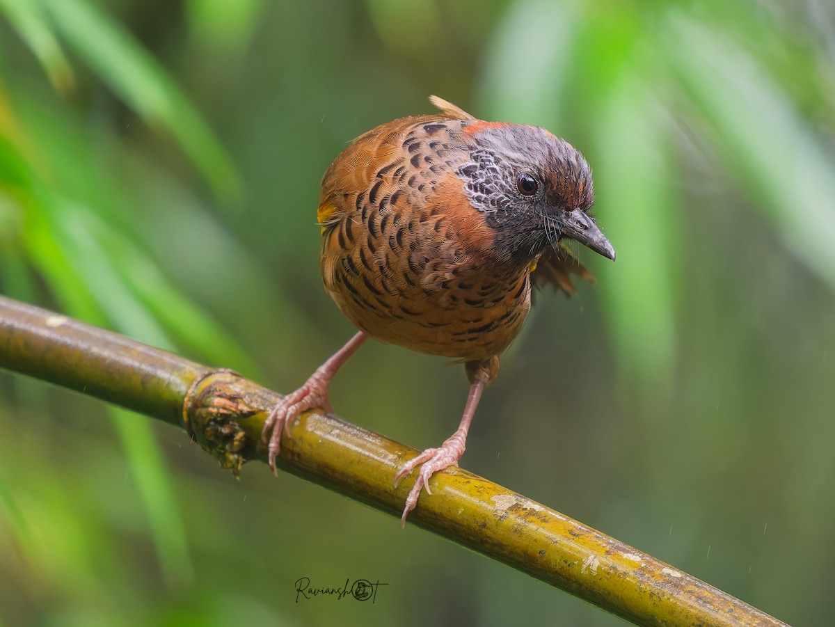 Chestnut-crowned Laughingthrush - ML641642948