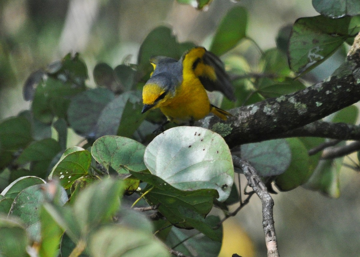 Long-tailed Minivet - ML641642966
