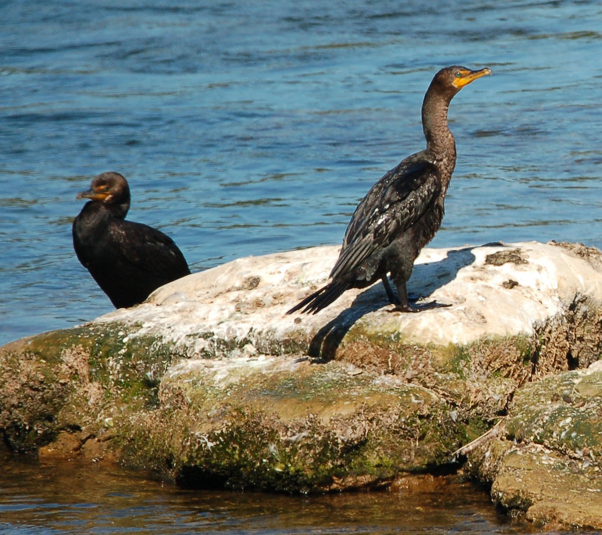 Cormorán Orejudo - ML641642968