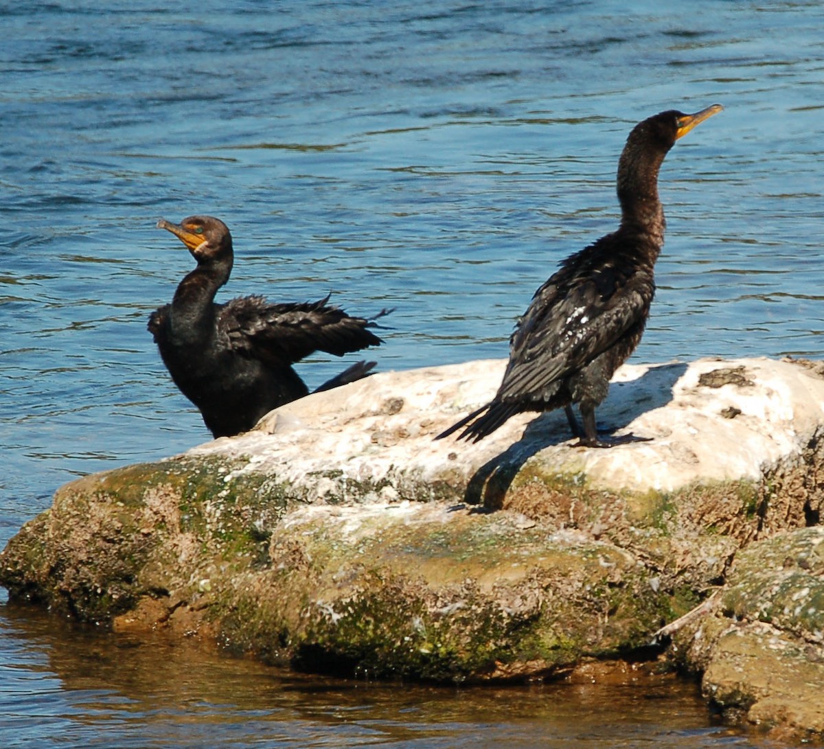 Cormorán Orejudo - ML641642969