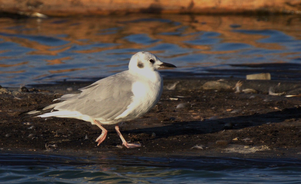 racek Bonapartův - ML641642974