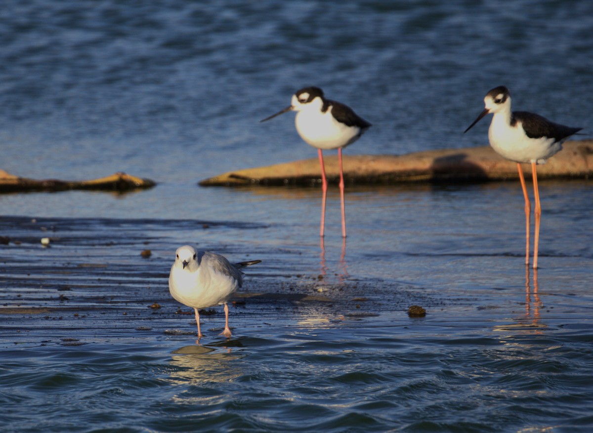 racek Bonapartův - ML641642975