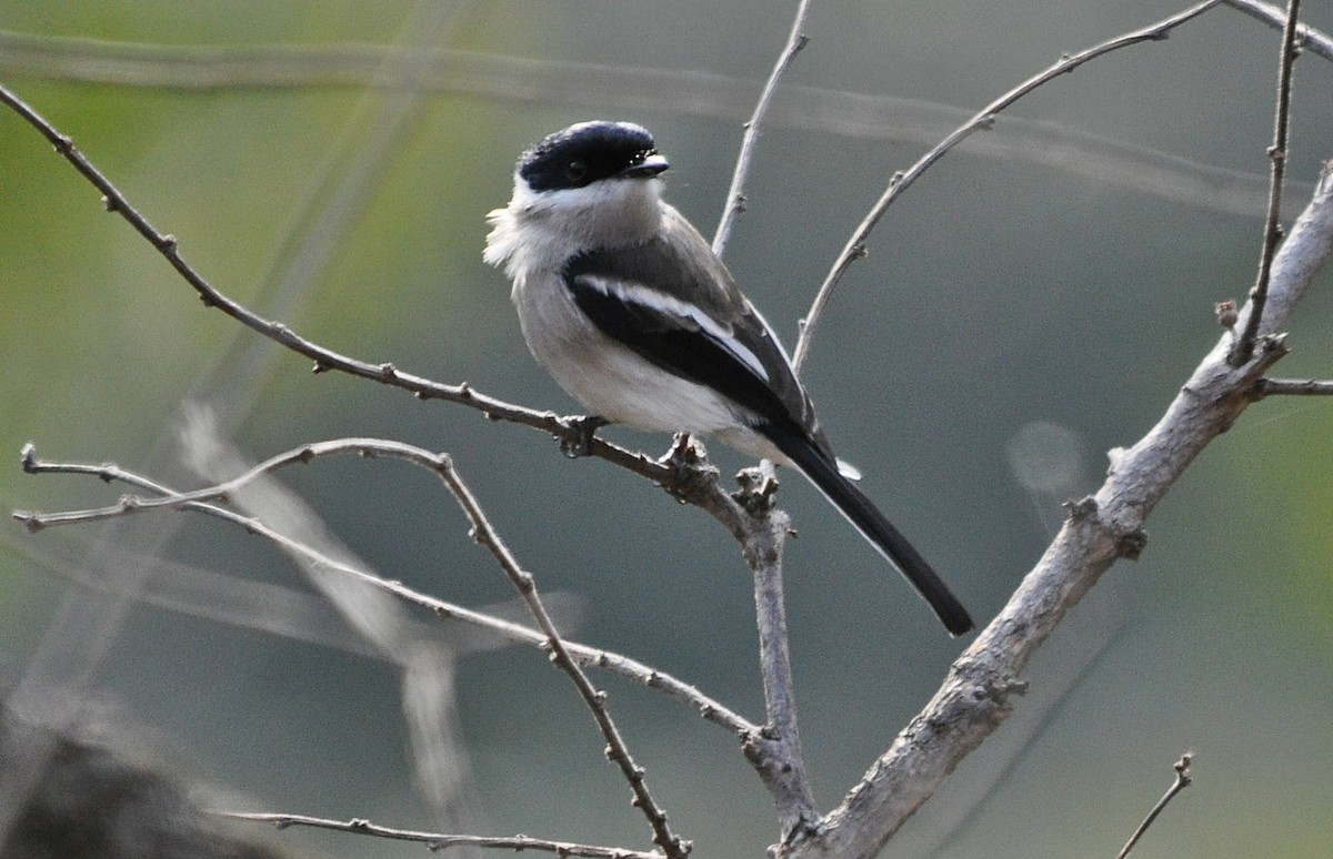 Bar-winged Flycatcher-shrike - ML641642977