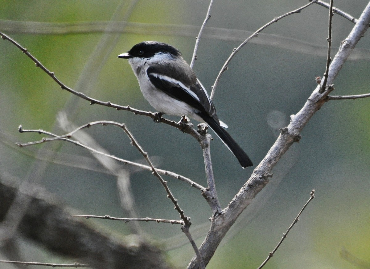 Bar-winged Flycatcher-shrike - ML641642978