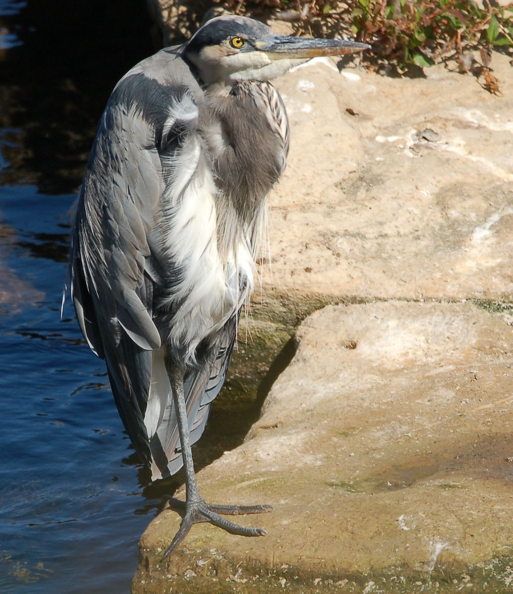 Garza Azulada - ML641642987