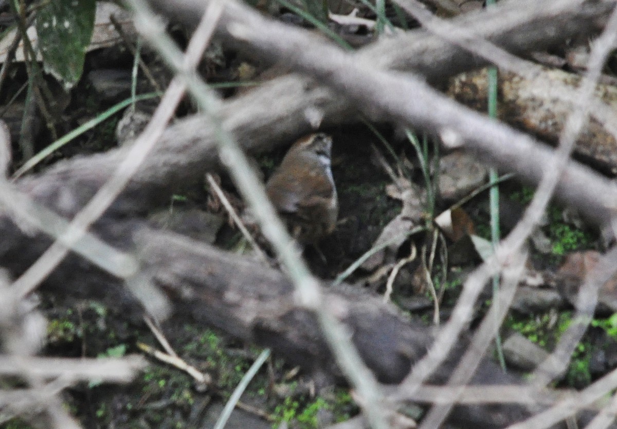 Gray-sided Bush Warbler - ML641642989