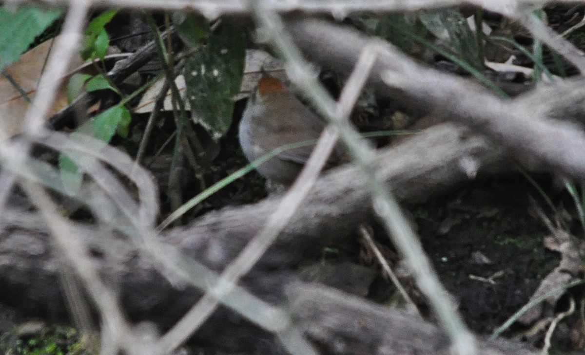Gray-sided Bush Warbler - ML641642990