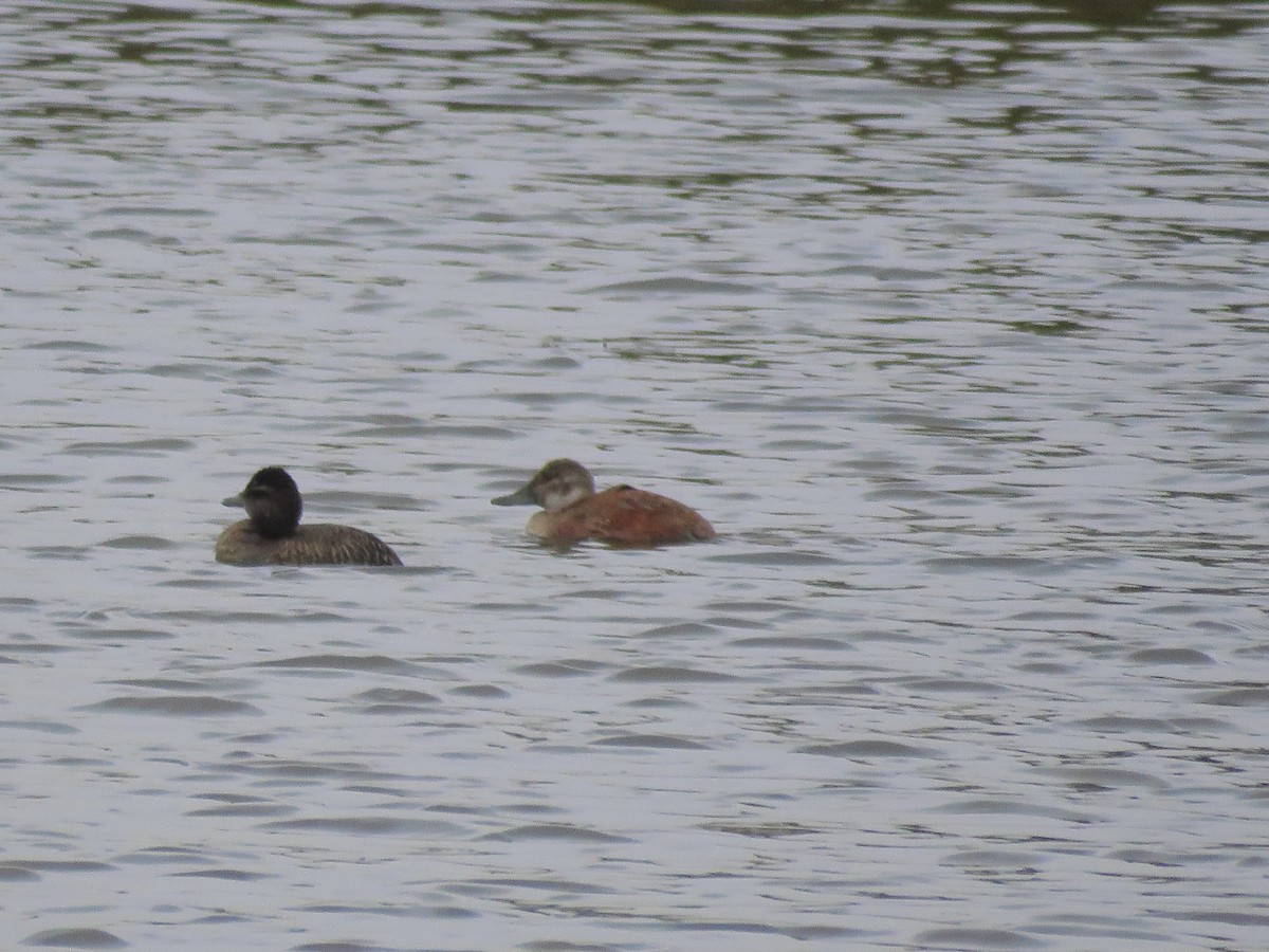 Lake Duck - ML641642991