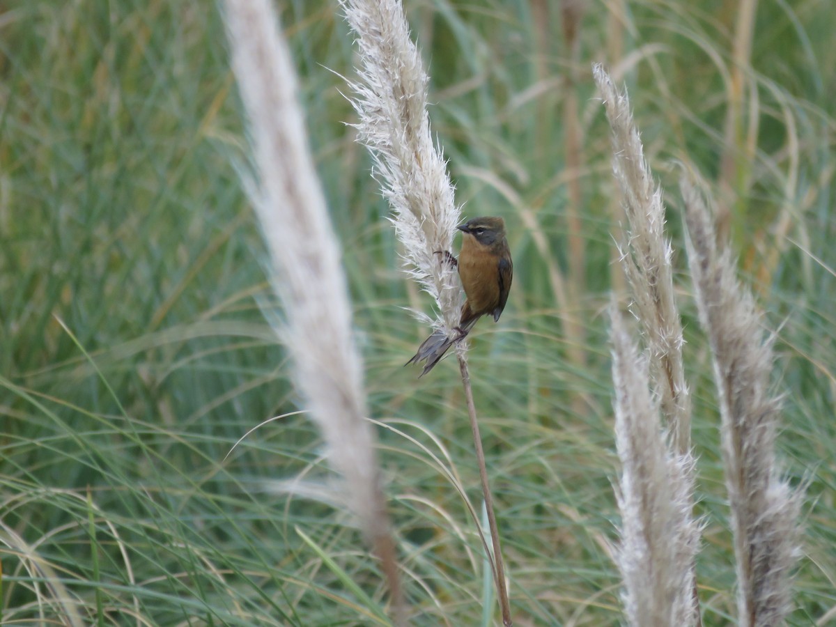 Long-tailed Reed Finch - ML641642995