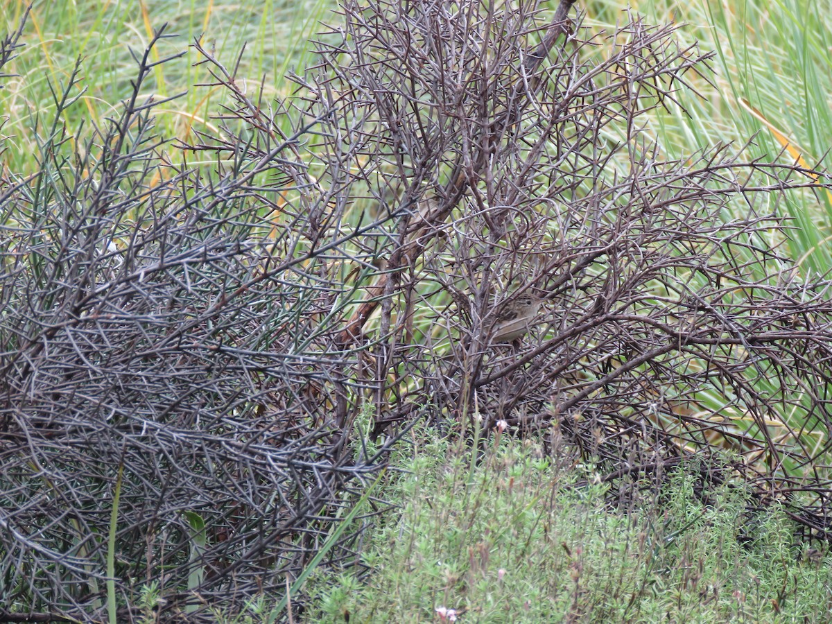 Pampazaunkönig - ML641643006