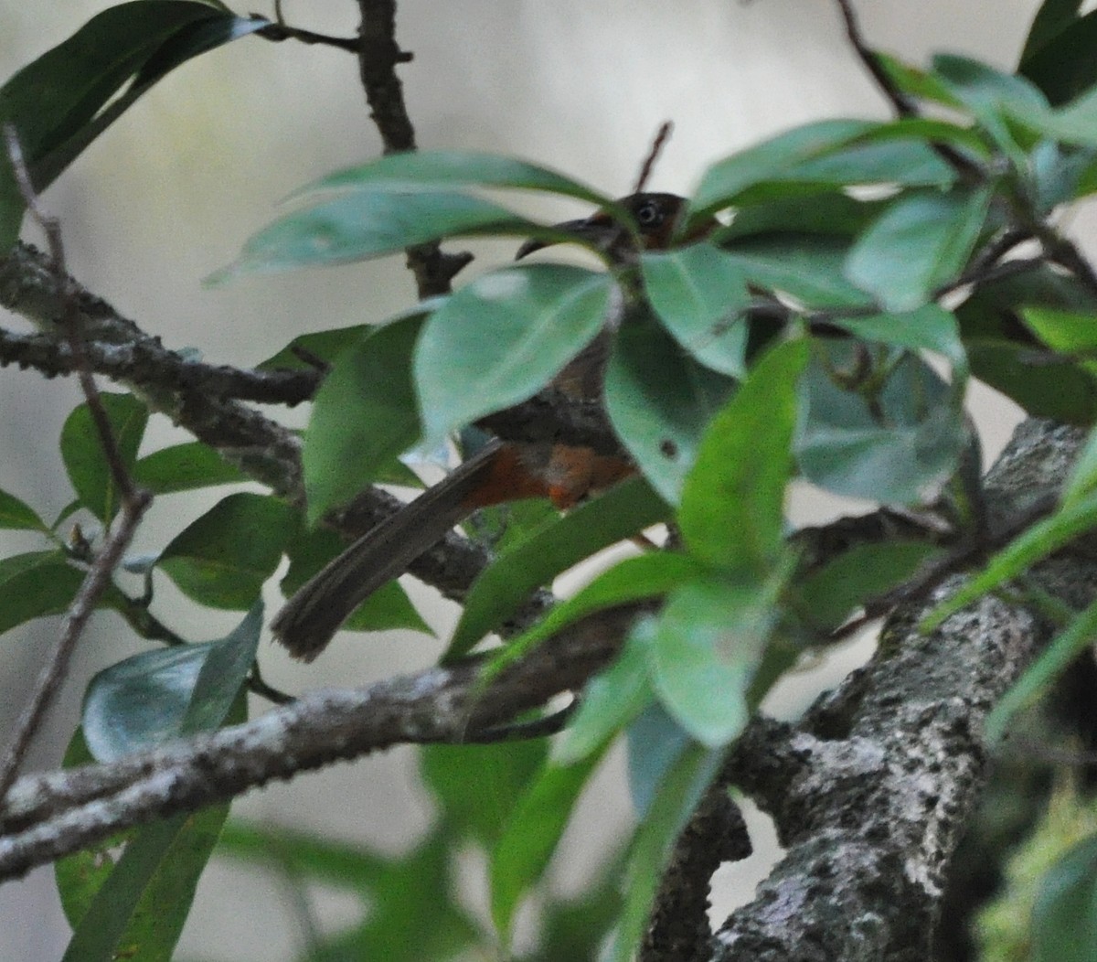 Rusty-cheeked Scimitar-Babbler - ML641643011