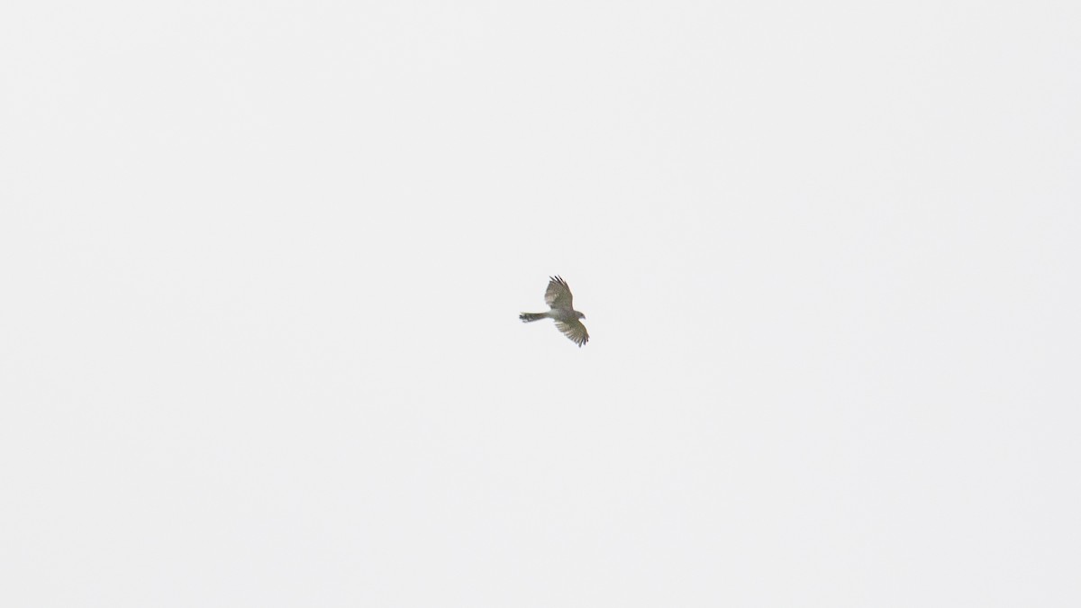 Aerospiza/Tachyspiza/Accipiter/Astur sp. - ML641643031