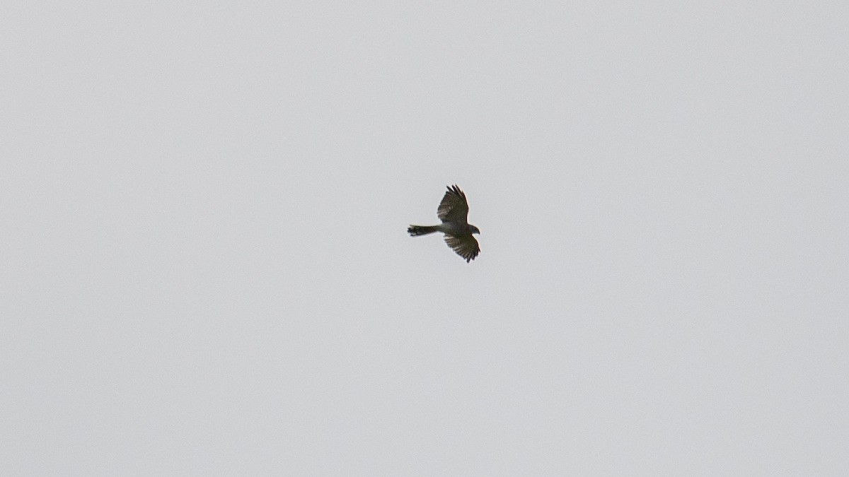 Aerospiza/Tachyspiza/Accipiter/Astur sp. - ML641643032