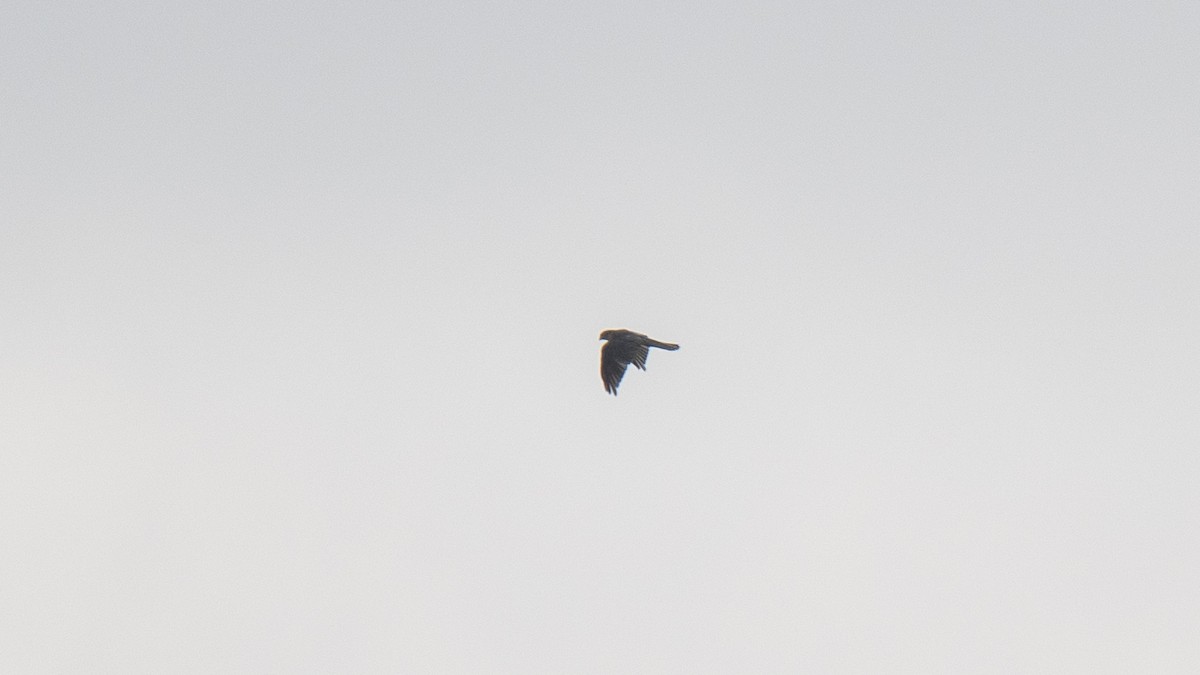 Aerospiza/Tachyspiza/Accipiter/Astur sp. - ML641643033