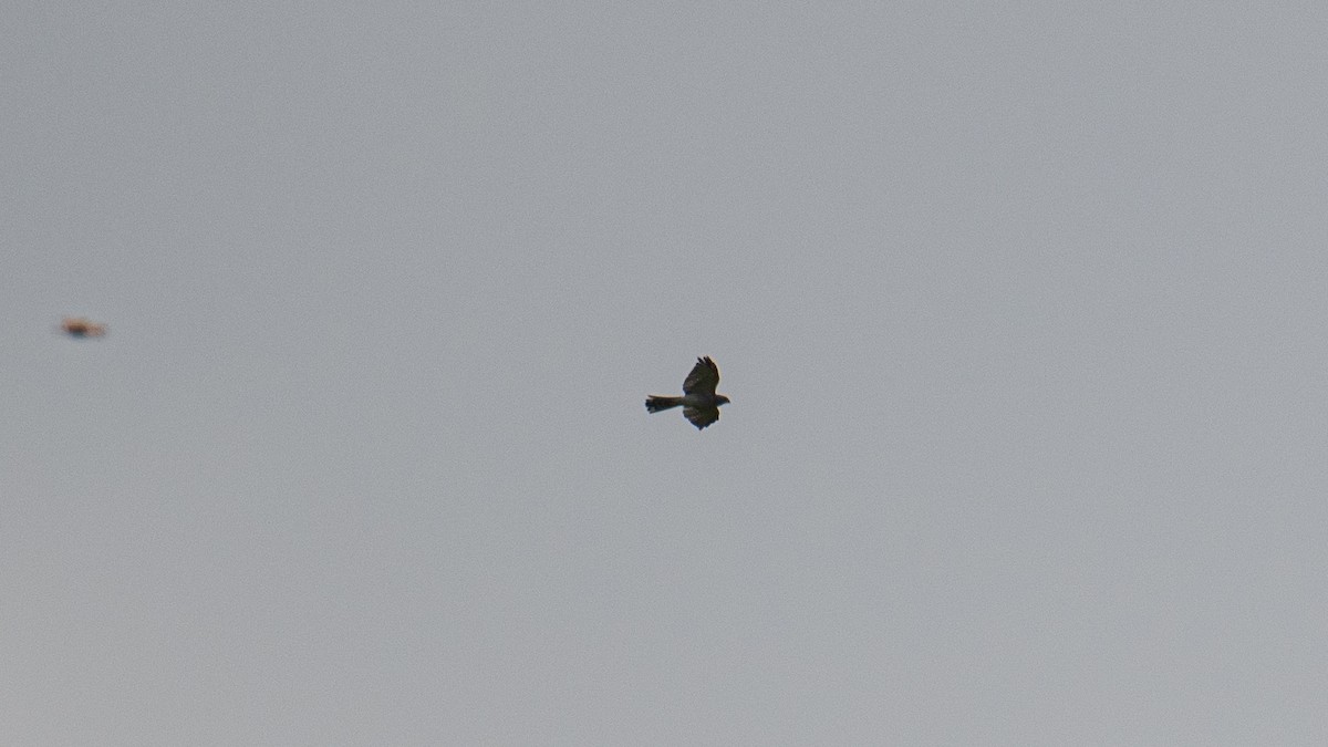 Aerospiza/Tachyspiza/Accipiter/Astur sp. - ML641643034
