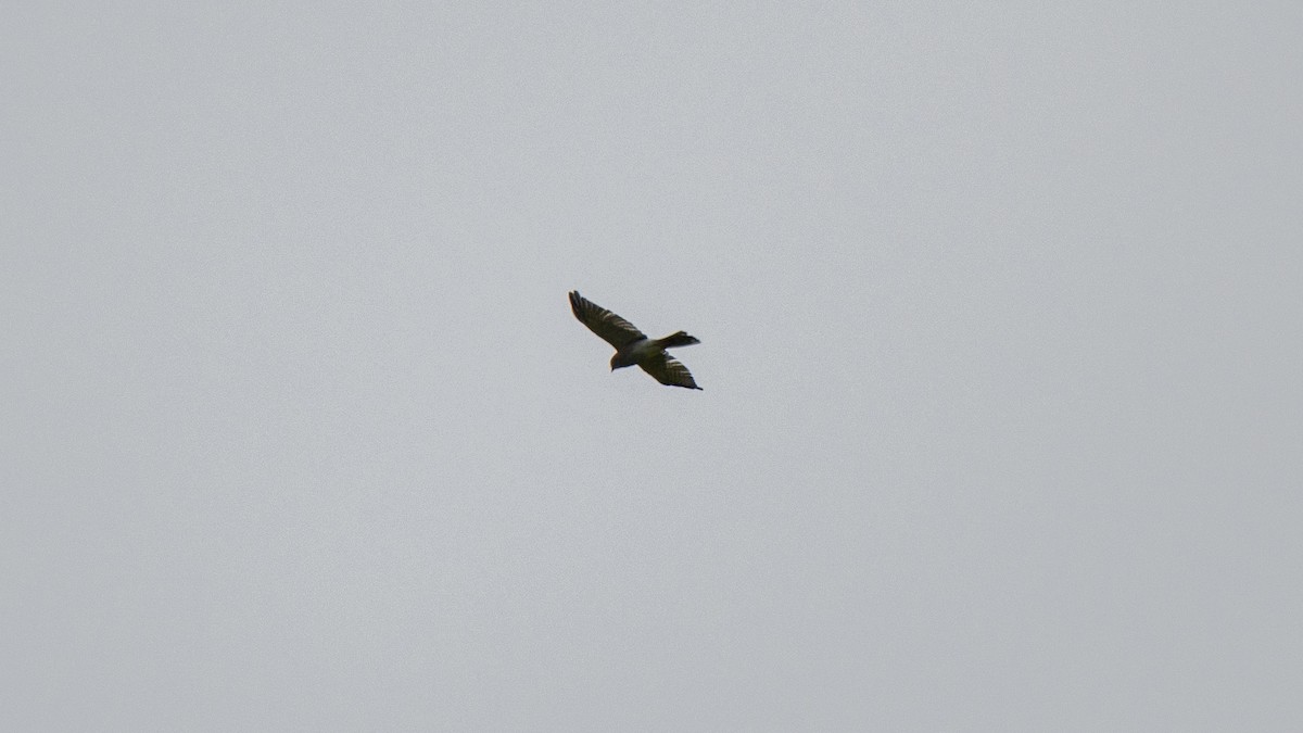 Aerospiza/Tachyspiza/Accipiter/Astur sp. - ML641643035