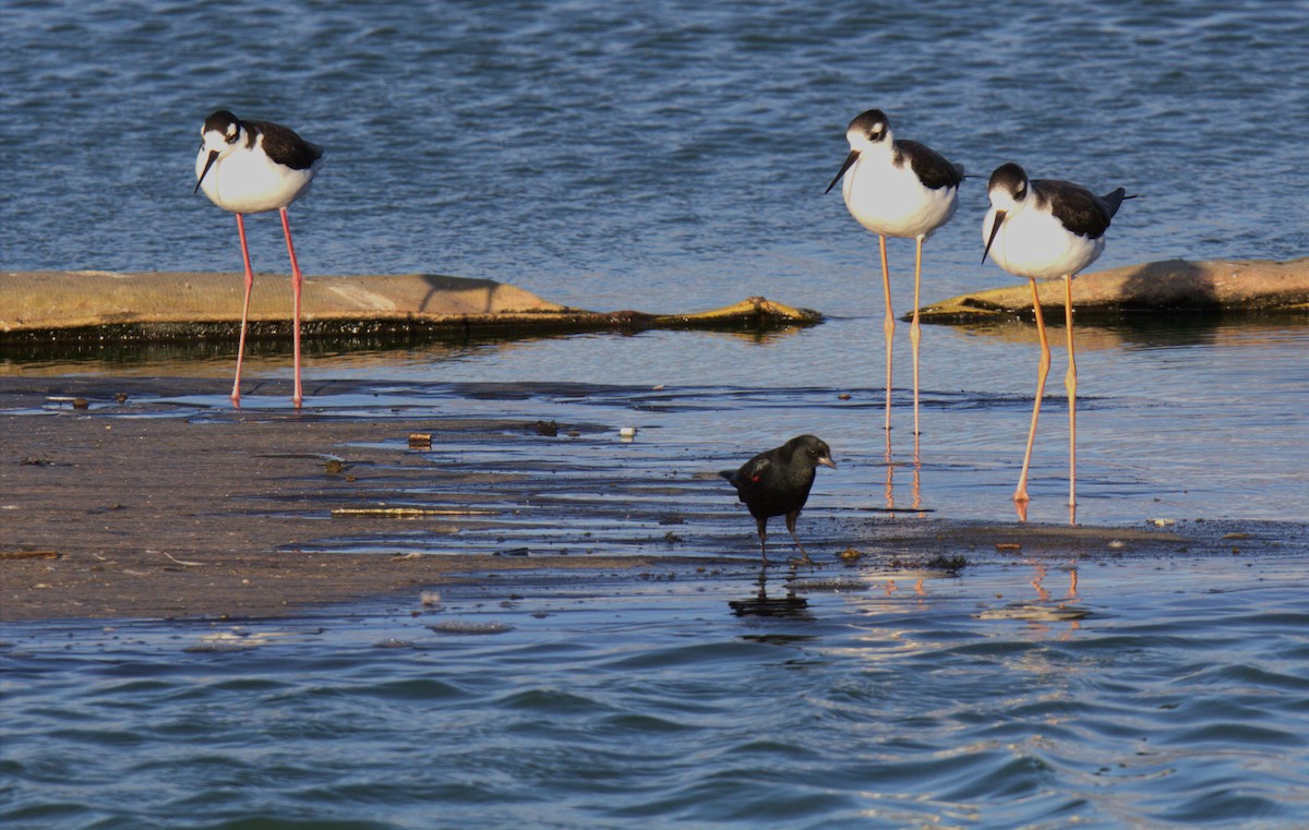 vlhovec červenokřídlý - ML641643046