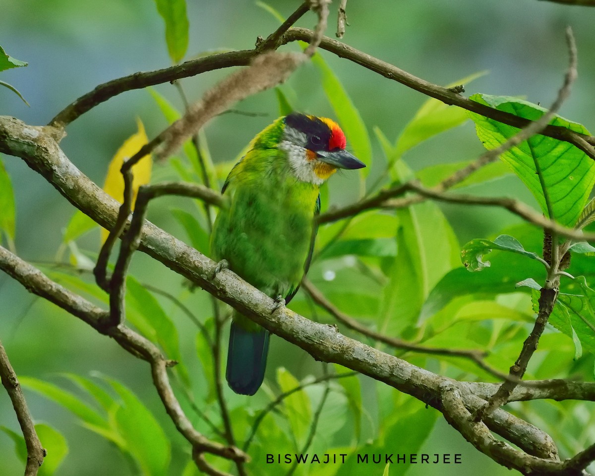 Golden-throated Barbet - ML641643047