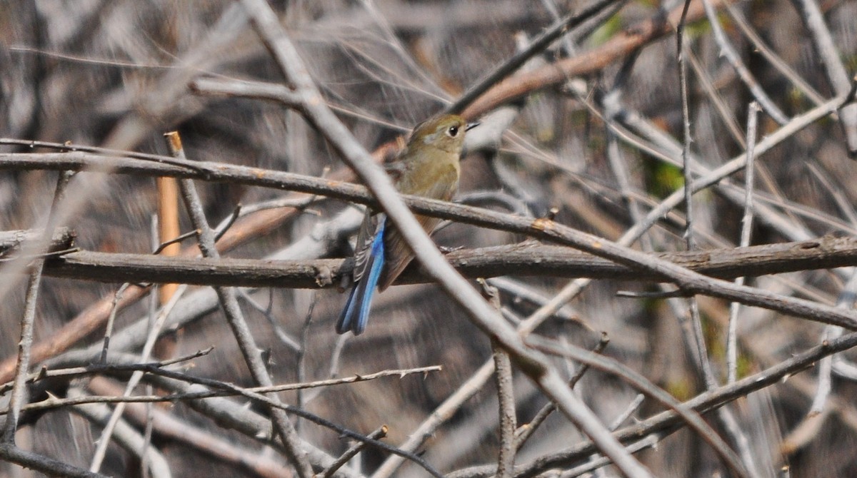 Robin de l'Himalaya - ML641643049