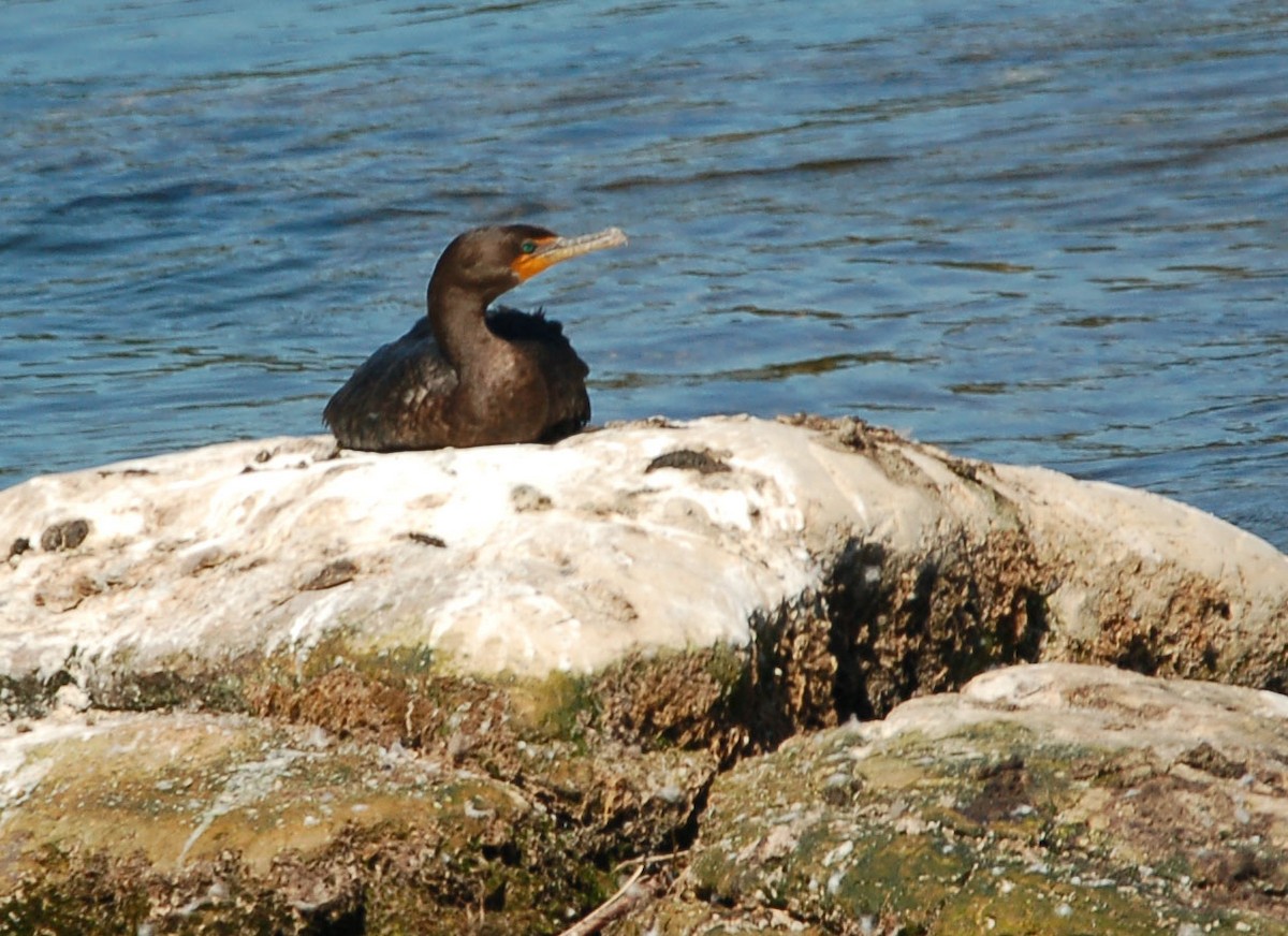 Cormorán Orejudo - ML641643054