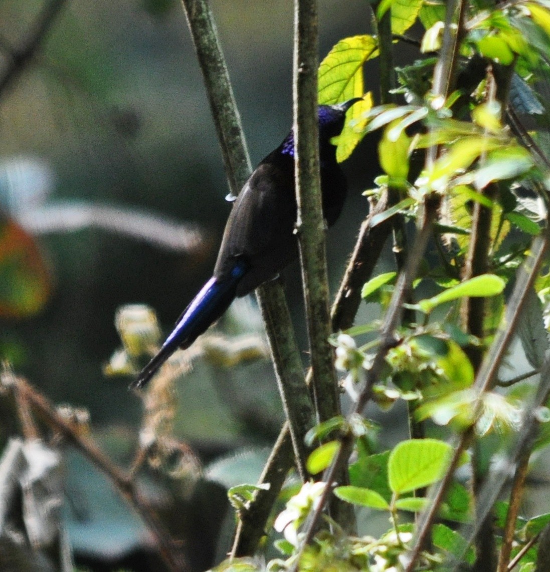 Black-throated Sunbird - ML641643063
