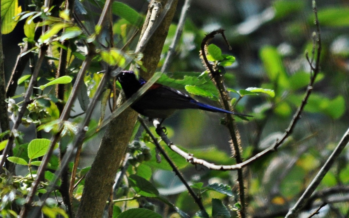 Black-throated Sunbird - ML641643064