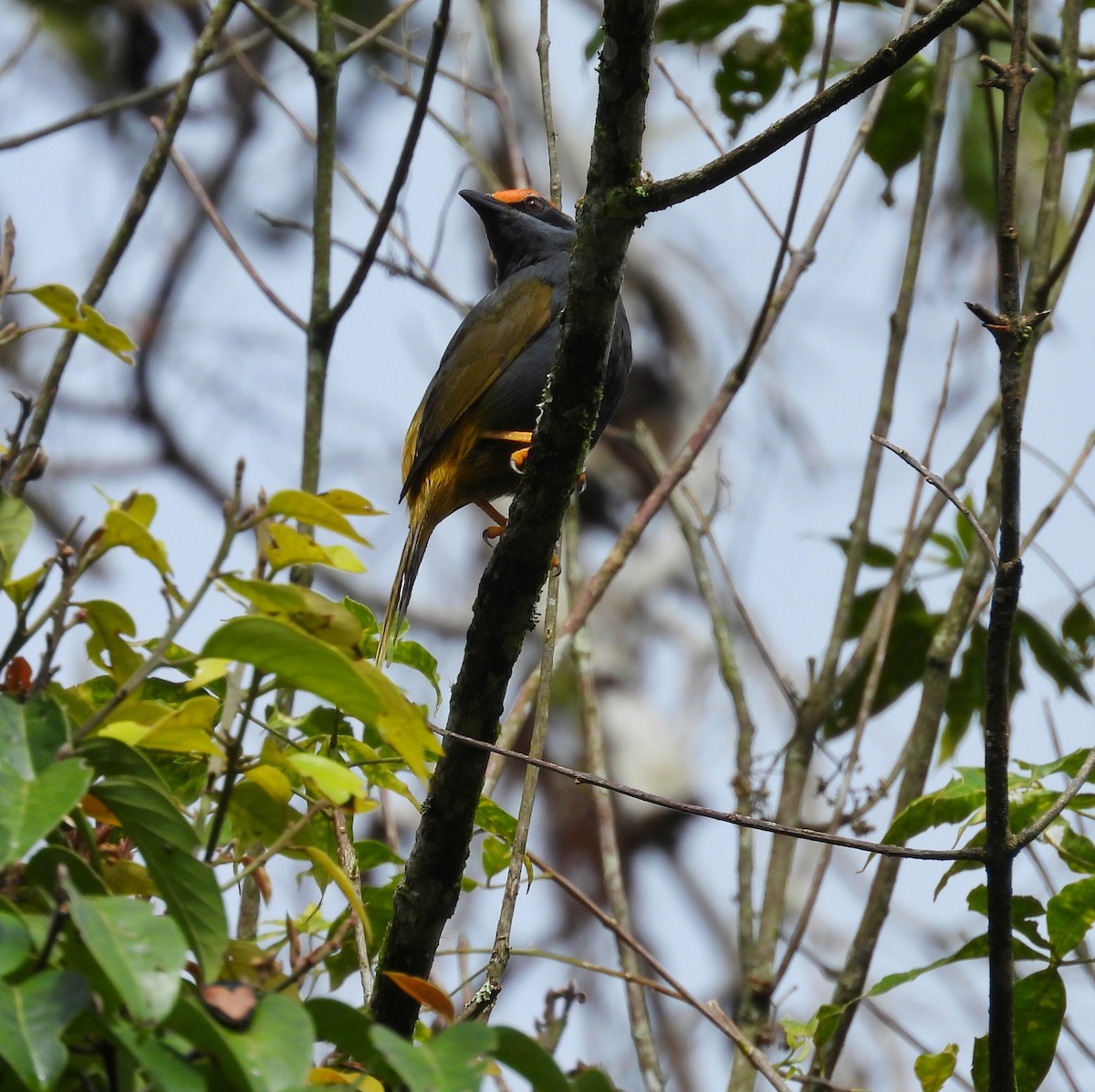 Fiery-browed Myna - ML641643067