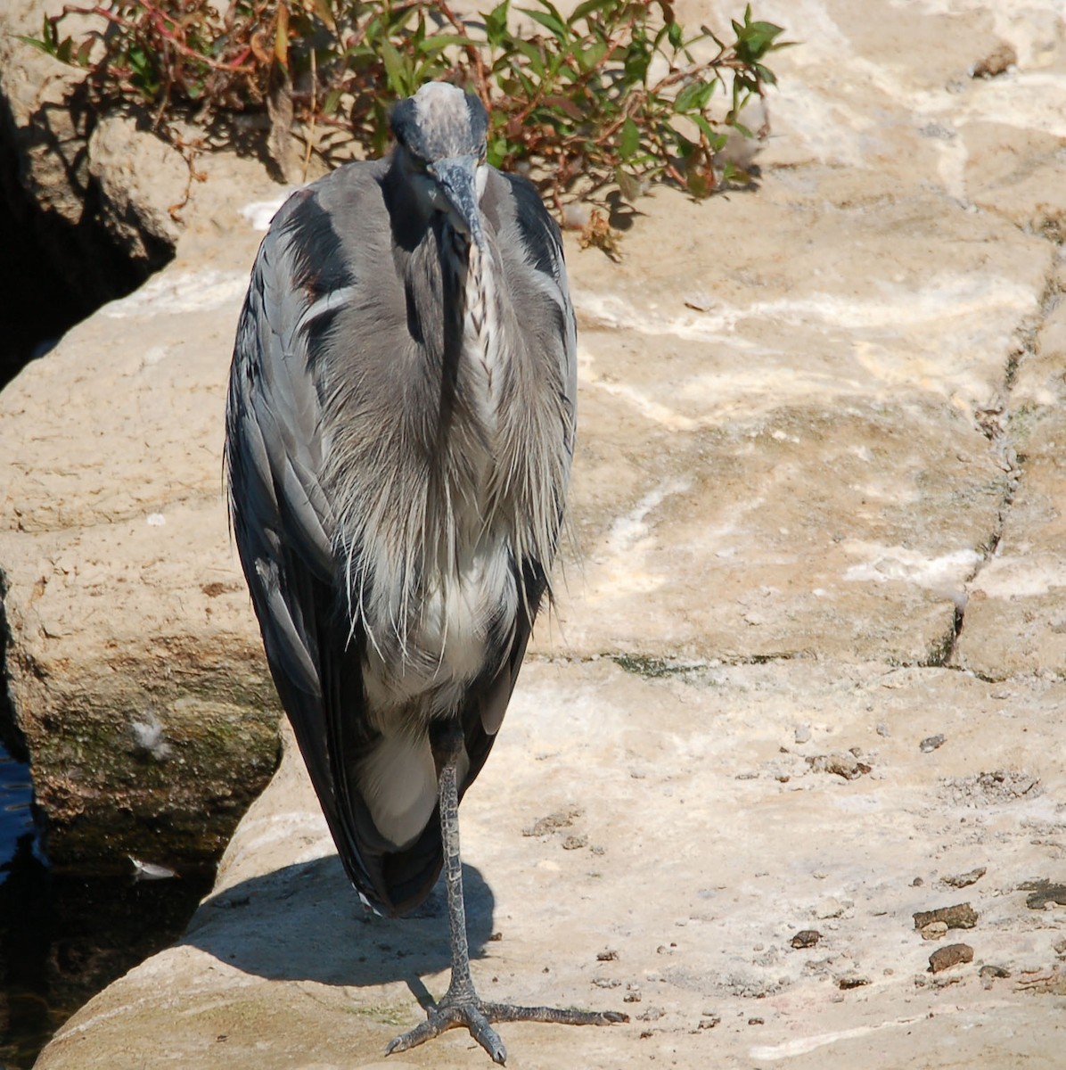 Garza Azulada - ML641643068