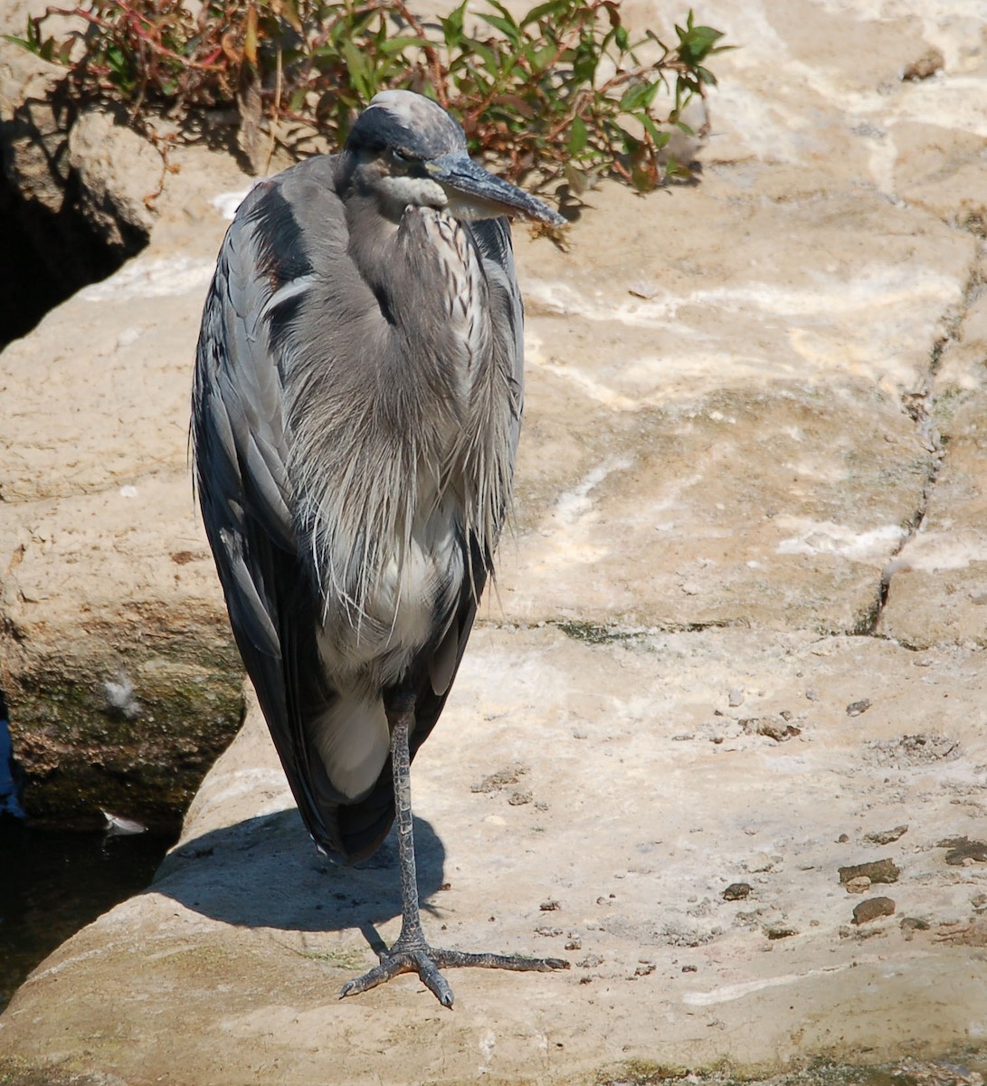 Garza Azulada - ML641643069