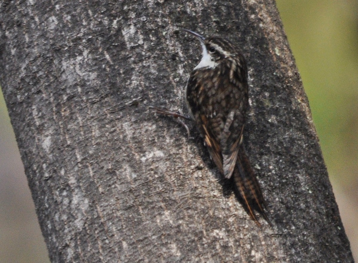 Bar-tailed Treecreeper - ML641643071
