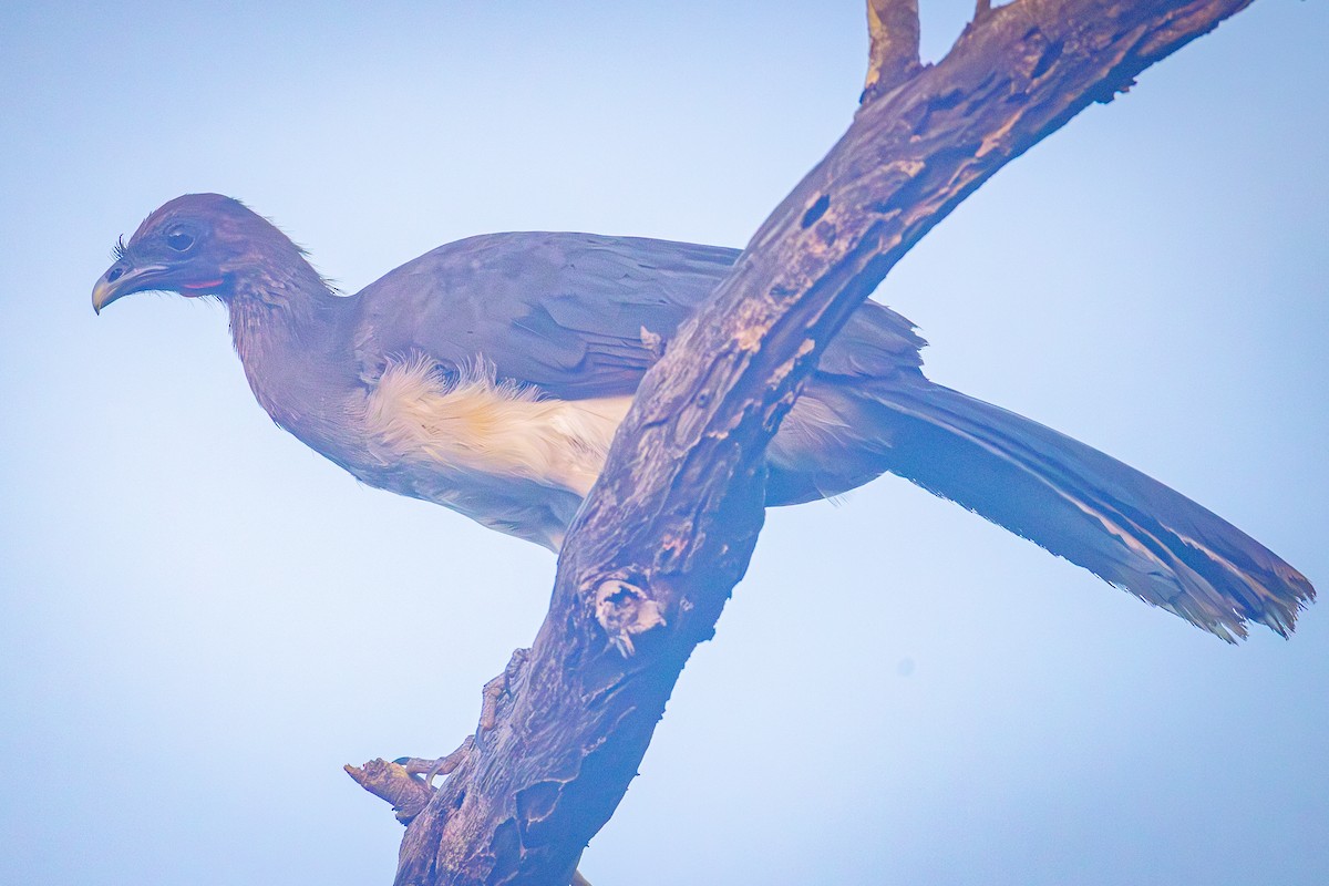 Chachalaca Alirroja - ML641643094