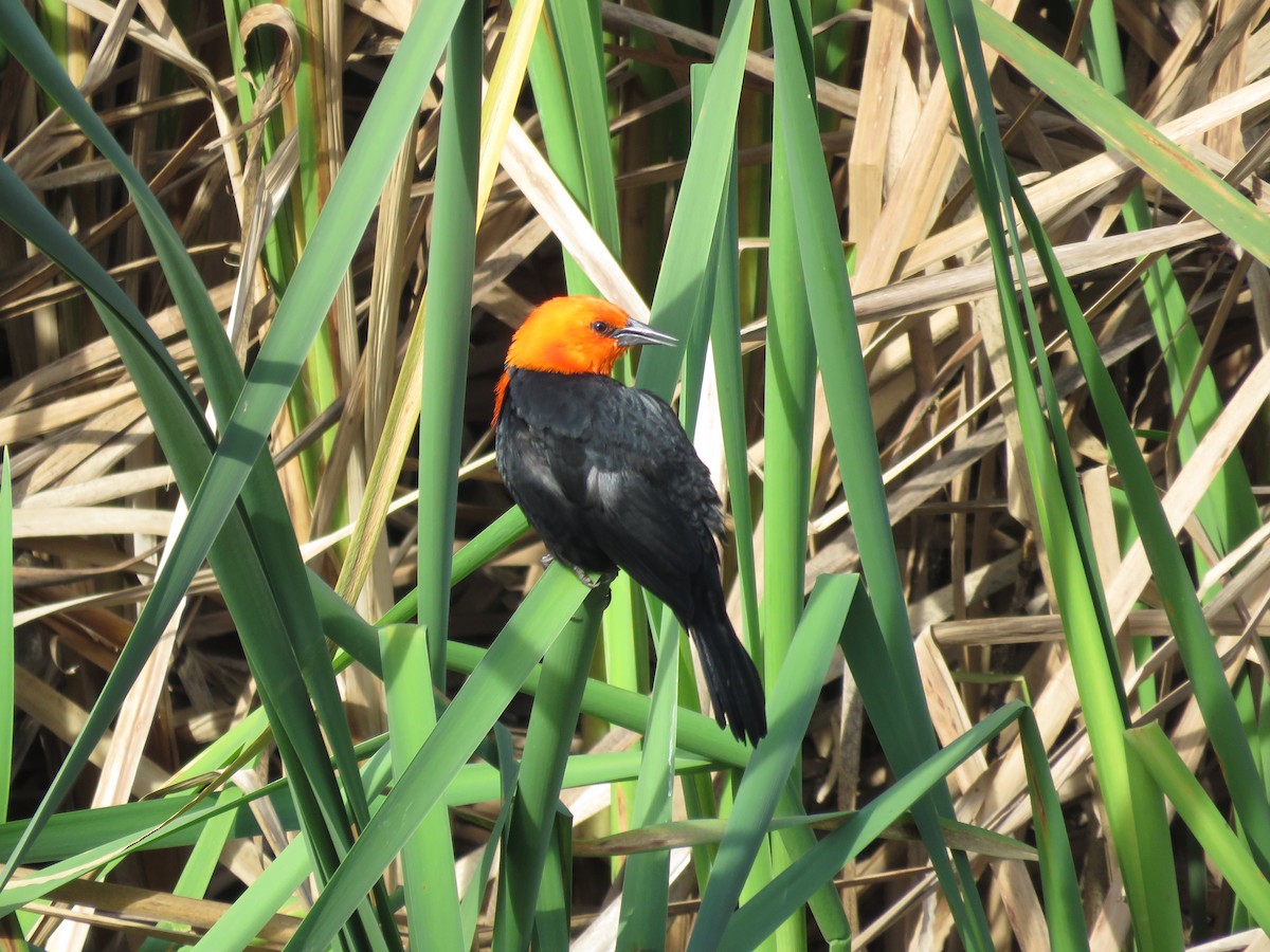 Scarlet-headed Blackbird - ML641643110