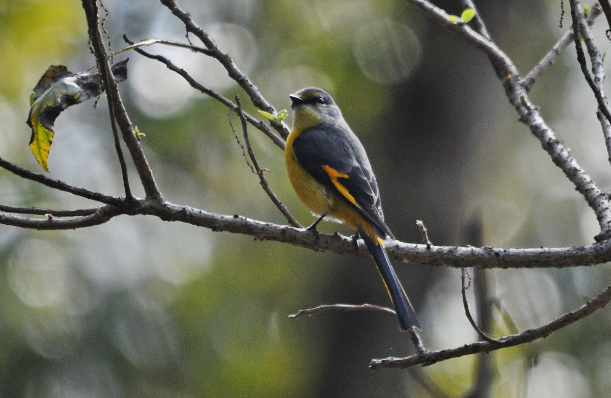 Long-tailed Minivet - ML641643150