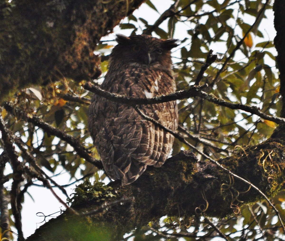 Brown Fish-Owl - ML641643154