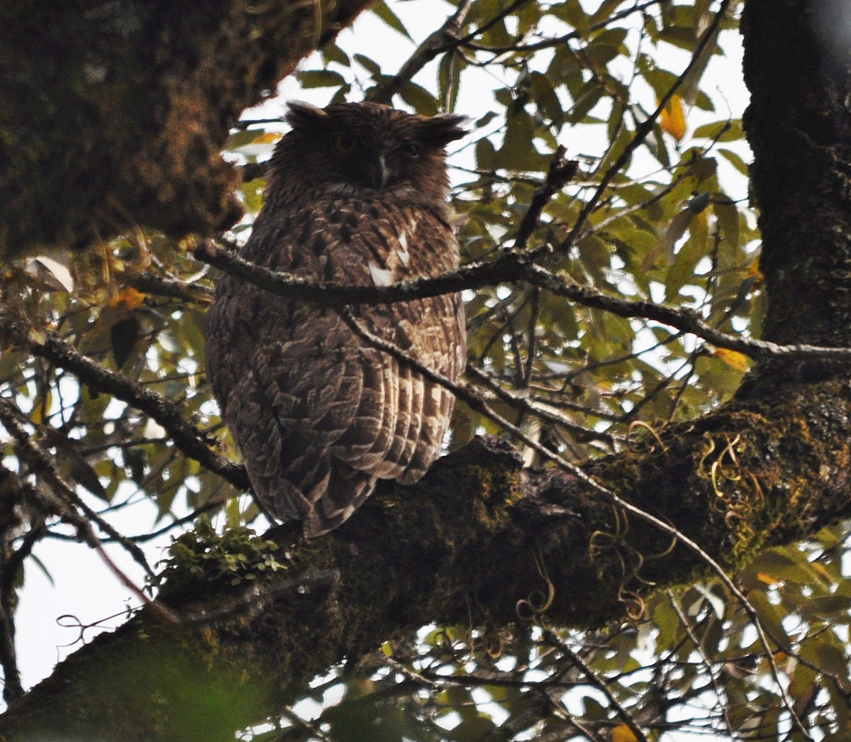 Brown Fish-Owl - ML641643155