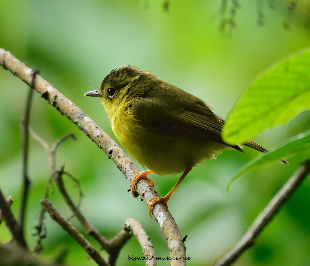 Green-crowned Warbler - ML641643182