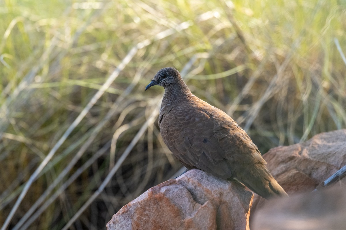 White-quilled Rock-Pigeon - ML641643186