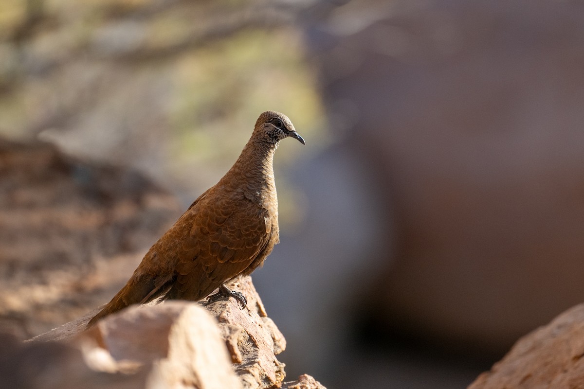 White-quilled Rock-Pigeon - ML641643188