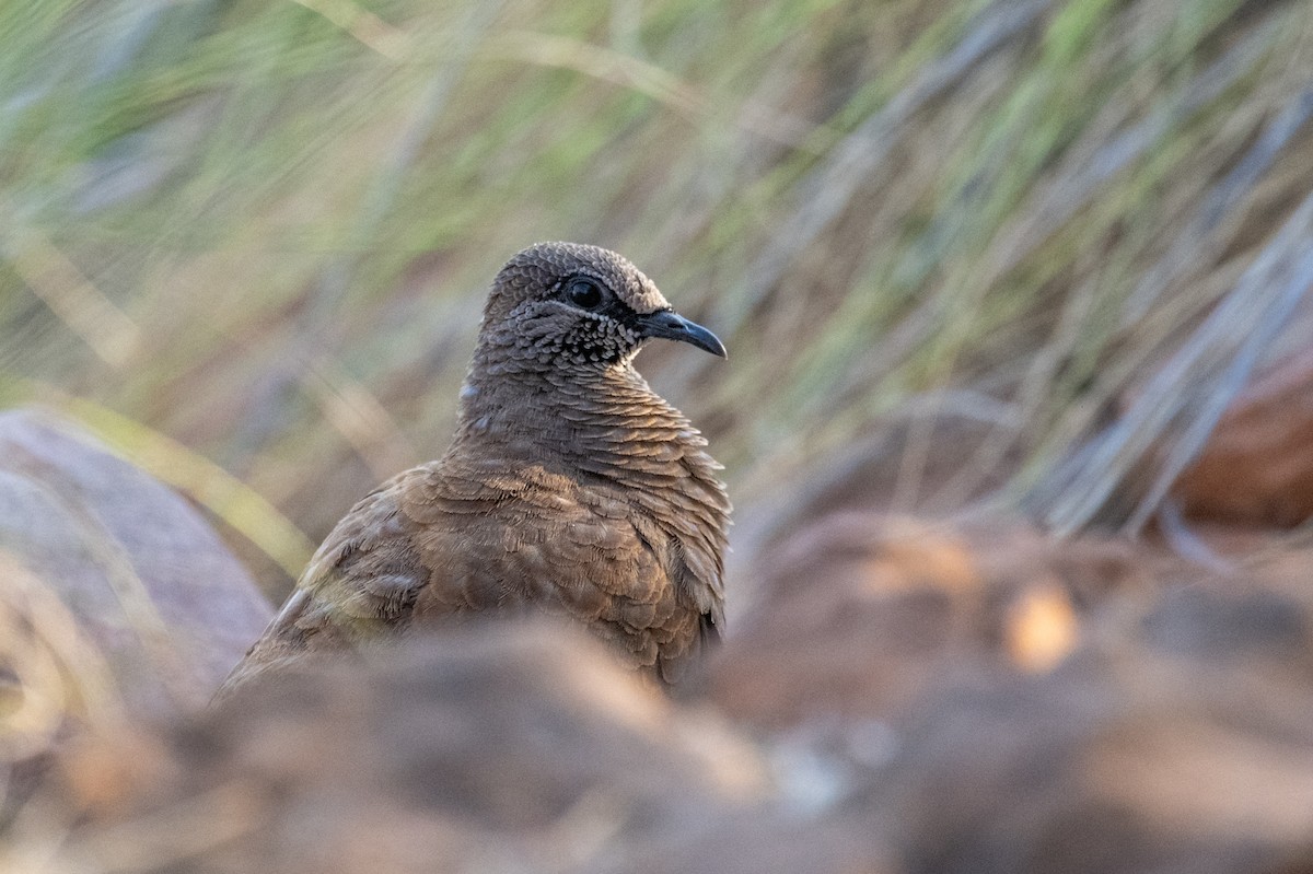 White-quilled Rock-Pigeon - ML641643189