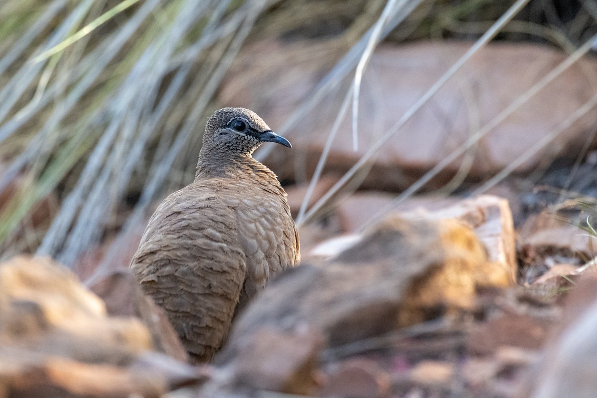 White-quilled Rock-Pigeon - ML641643190