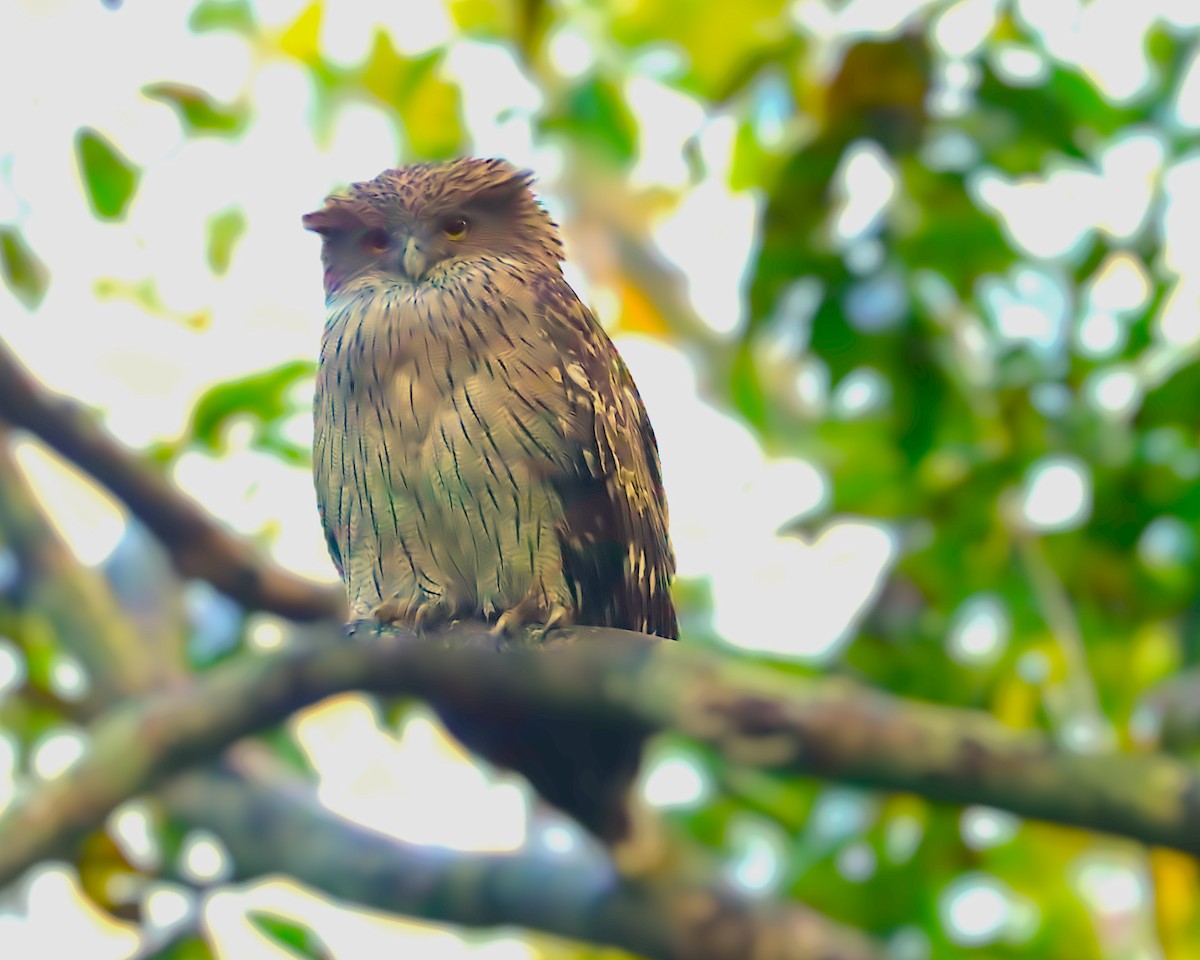 Brown Fish-Owl - ML641643192