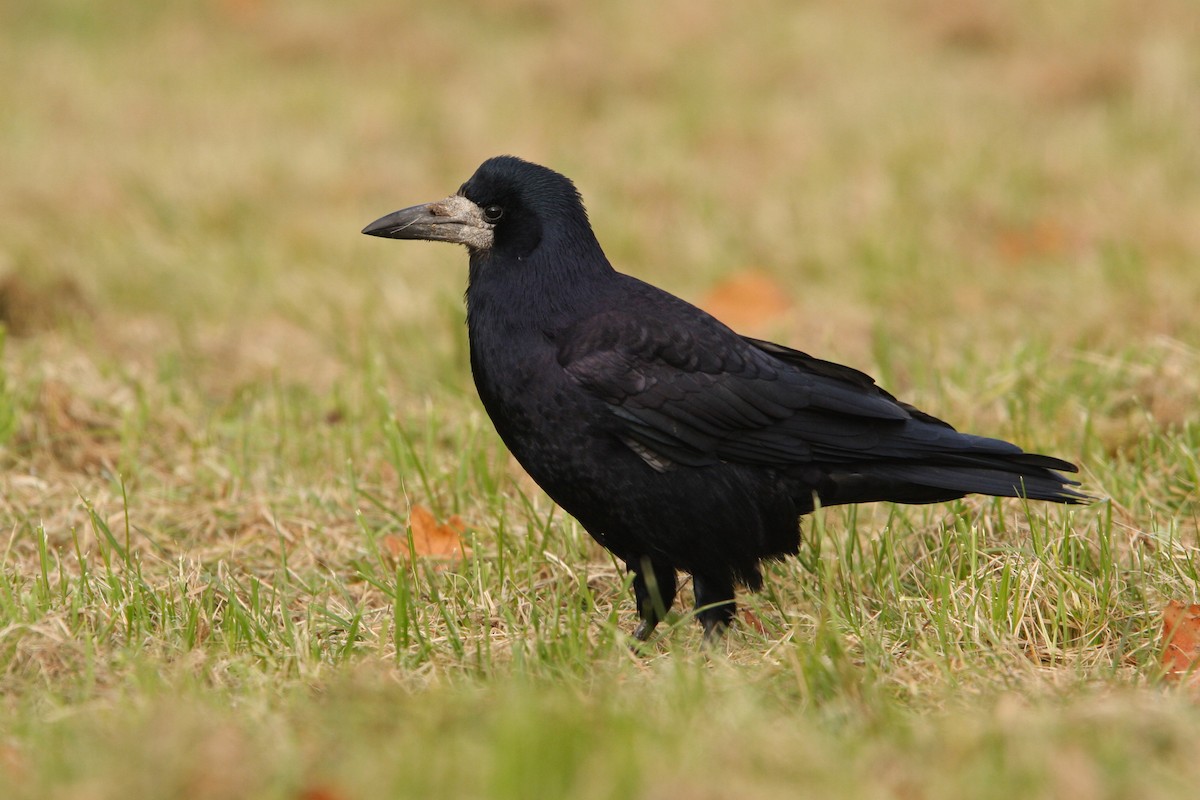 Corbeau freux - ML64164321