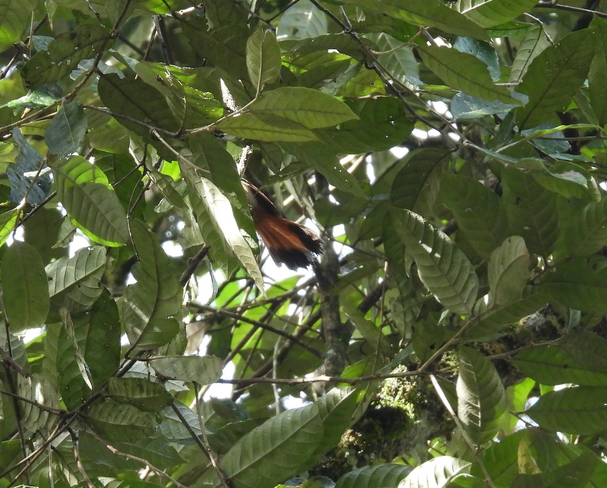 Sulawesi Fantail - ML641643240