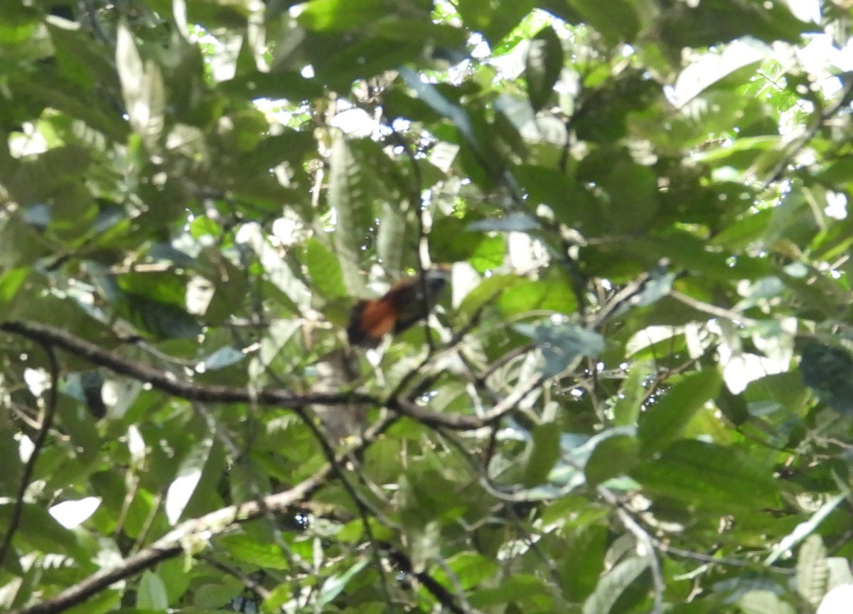 Sulawesi Fantail - ML641643249