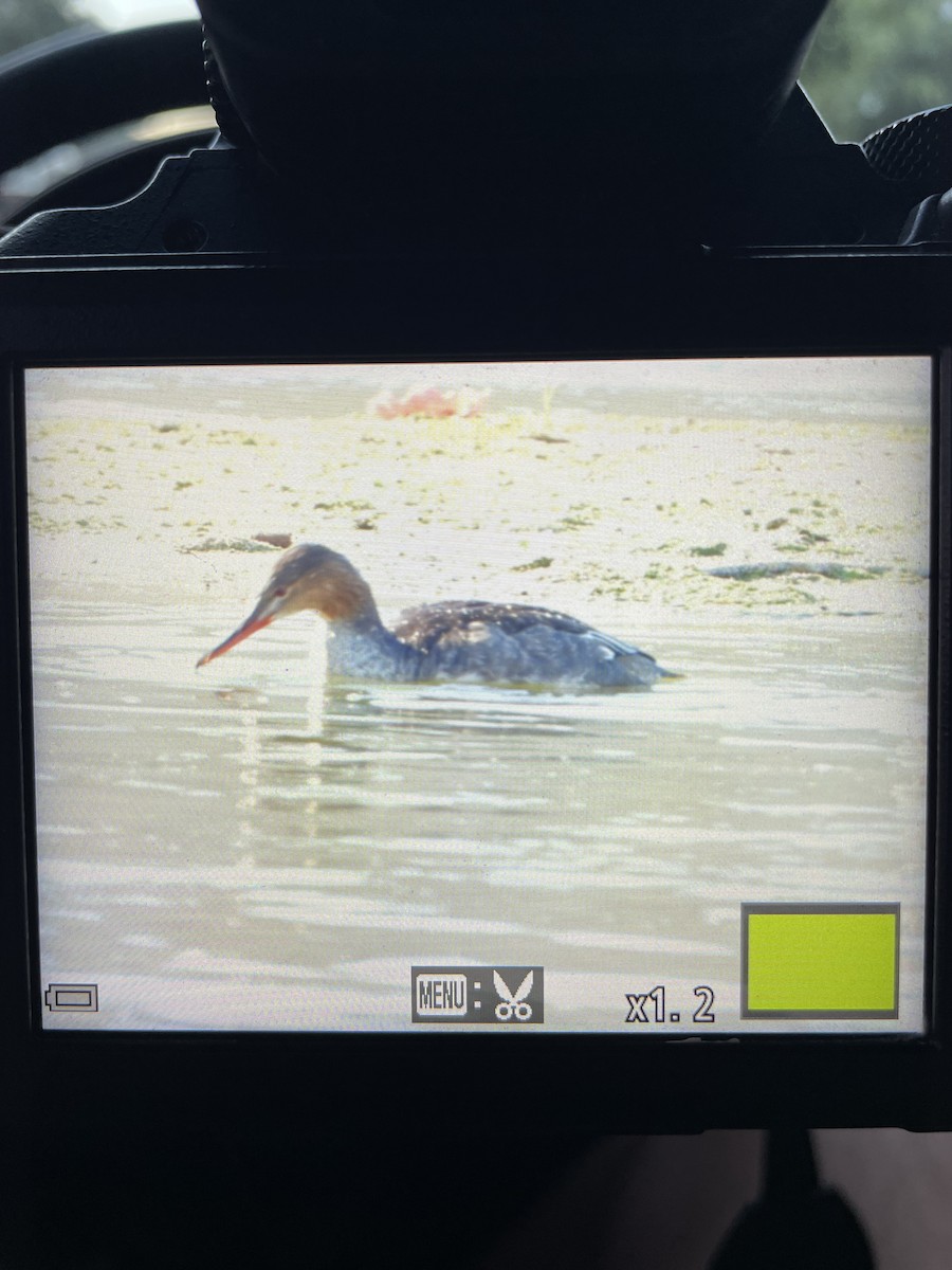 Red-breasted Merganser - ML641643262