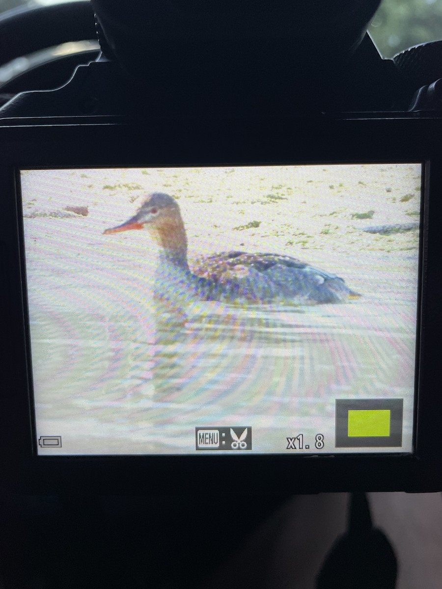 Red-breasted Merganser - ML641643263