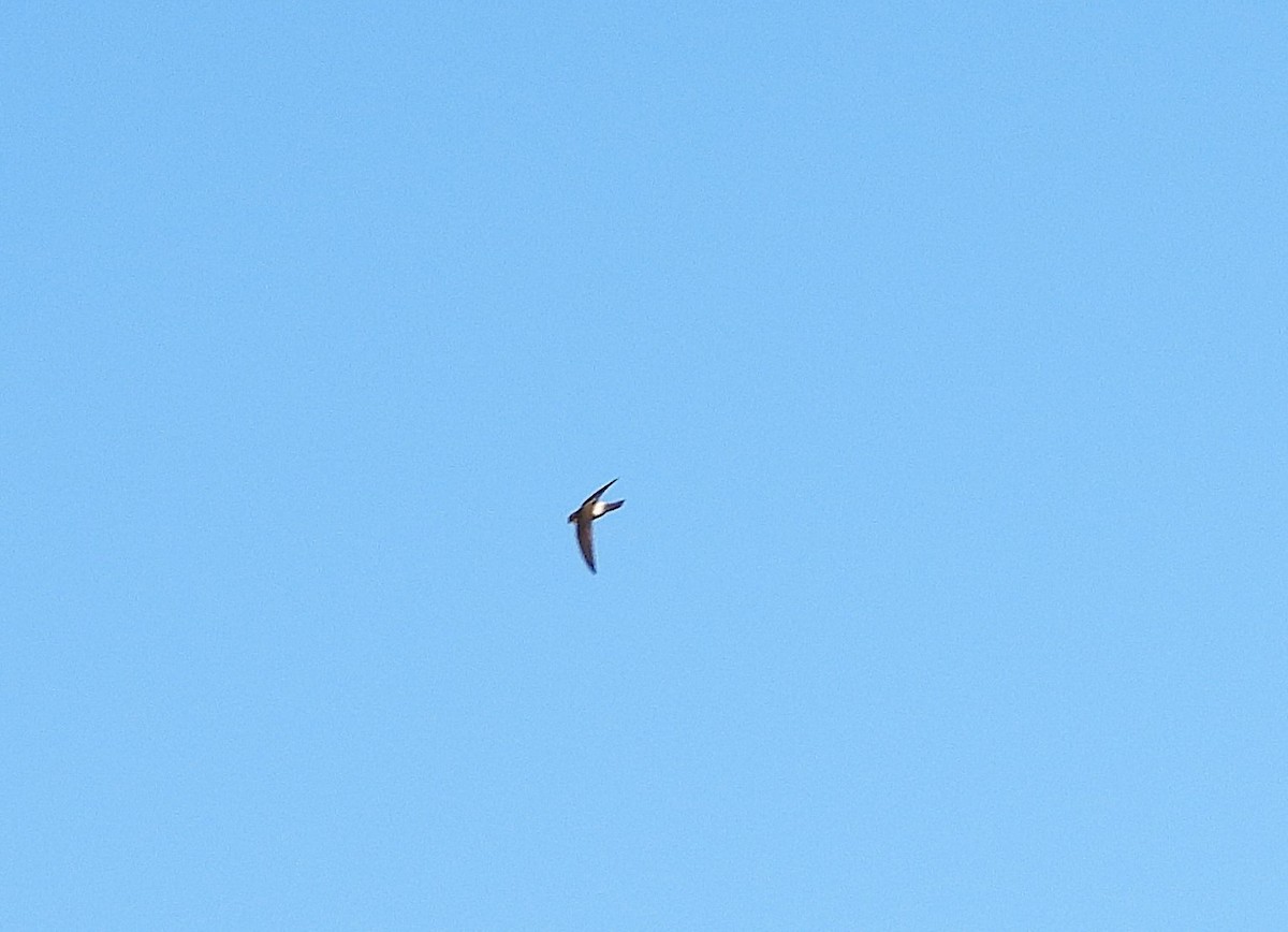 Australian Swiftlet - ML641643264